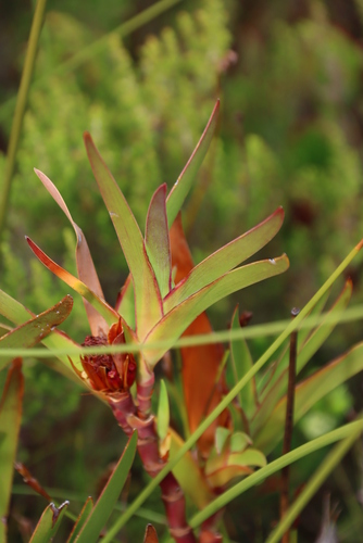 Image of Klattia stokoei by (c) Tony Rebelo, some rights reserved (CC BY-SA)