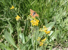 Euphydryas