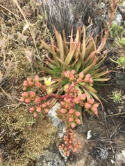 Dudleya virens