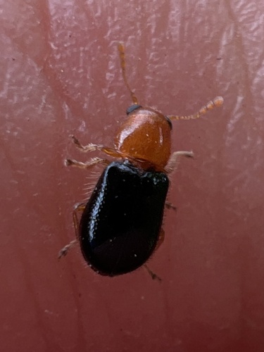 Lebasiella pallipes