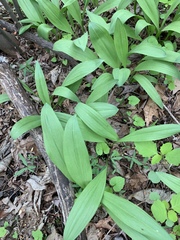 Convallaria majalis