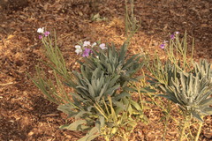 Matthiola incana