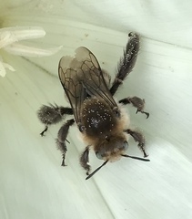 Diadasia bituberculata