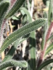 Onosma pseudoarenaria