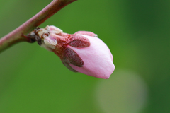 Prunus persica nucipersica