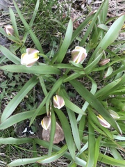Tulipa urumiensis