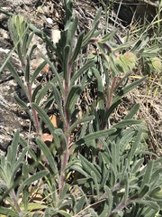 Onosma pseudoarenaria