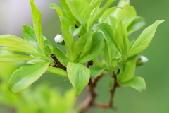 Prunus salicina