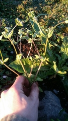Valerianella