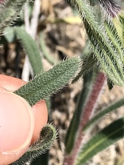 Onosma pseudoarenaria