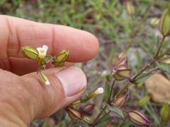 Erythranthe latidens