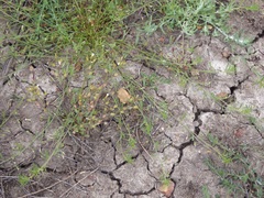 Erythranthe latidens