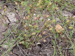 Erythranthe latidens