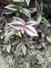 Tradescantia zebrina