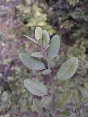 Azara dentata