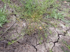 Erythranthe latidens