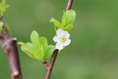 Prunus salicina