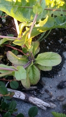 Valerianella
