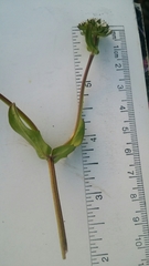 Valerianella
