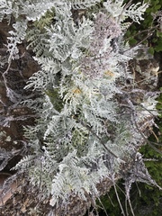 Constancea nevinii