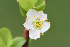 Prunus salicina