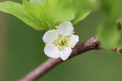 Prunus salicina