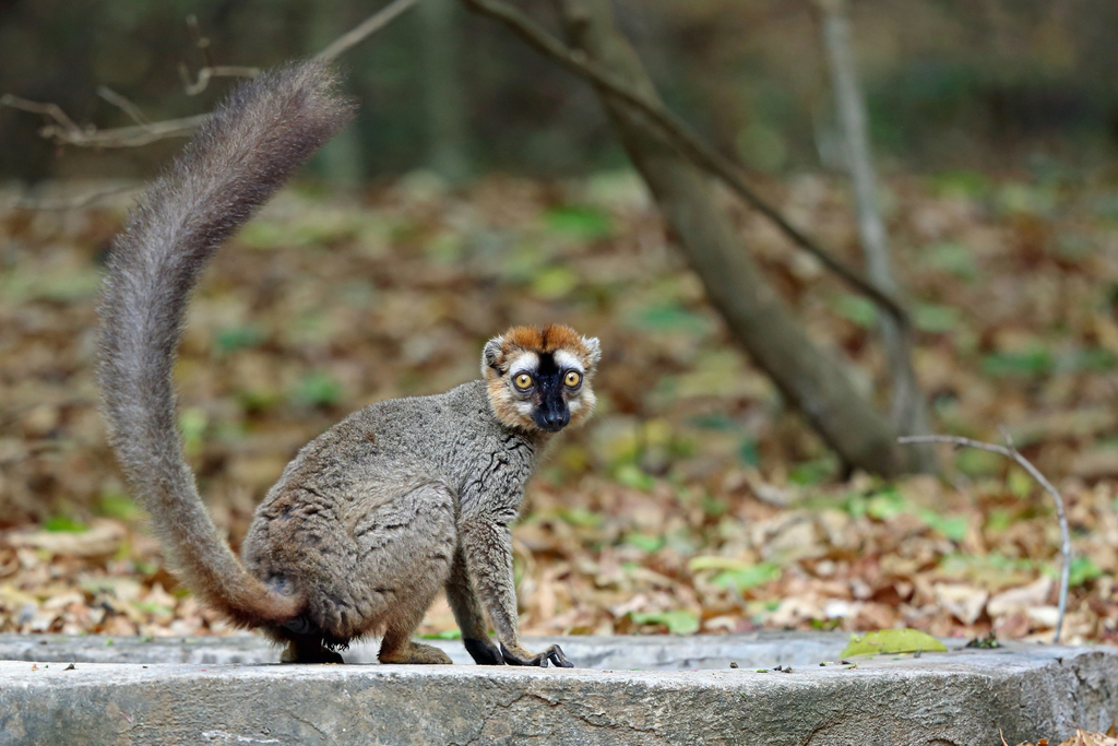 Berenty Brown Lemur