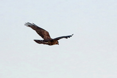 Madagascar Cuckoo-Hawk photo 1