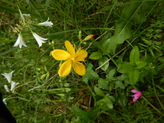 Hypericum australe
