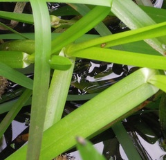 Anisosticta novemdecimpunctata