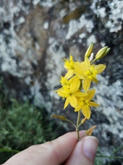 Bulbine lagopus