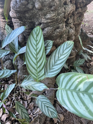 Foto de Maranta