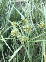 Cyperus floribundus