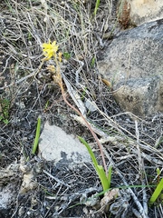 Bulbine lagopus
