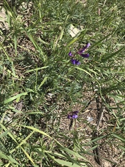 Vicia onobrychioides