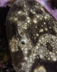 Haploblepharus pictus