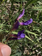 Vicia onobrychioides