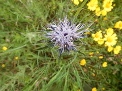 Carthamus caeruleus