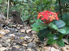 Ixora coccinea