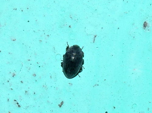 Opossum Beetles (Genus Monomma) · iNaturalist