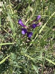 Vicia onobrychioides