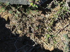 Drosanthemum hispifolium