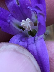 Brodiaea terrestris kernensis