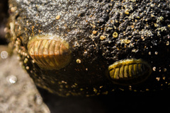 Chiton glaucus