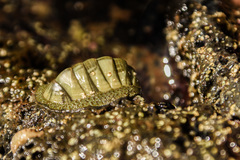 Chiton glaucus