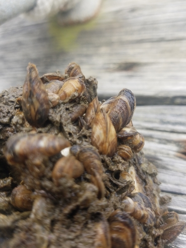 Mytilopsis leucophaeata