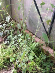 Porophyllum ruderale