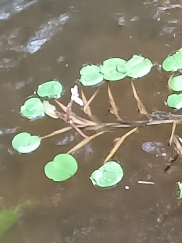 Variableleaf Water Hyacinth (Pontederia diversifolia)