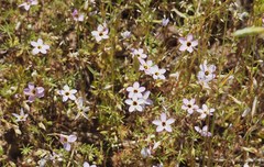 Leptosiphon ambiguus