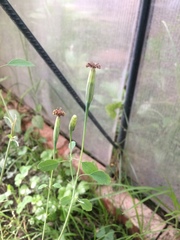 Porophyllum ruderale